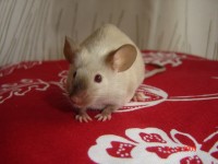 /album/citronada-z-roklinky-foto-silvie-humlova/citronada-placky-foto-silvie-humlova-001-jpg2/